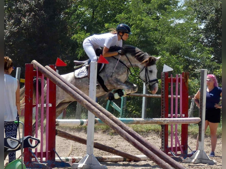 Deutsches Reitpony Stute 9 Jahre 145 cm Schimmel in Alcs&#xFA;tdoboz