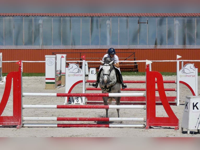 Deutsches Reitpony Stute 9 Jahre 145 cm Schimmel in Alcs&#xFA;tdoboz