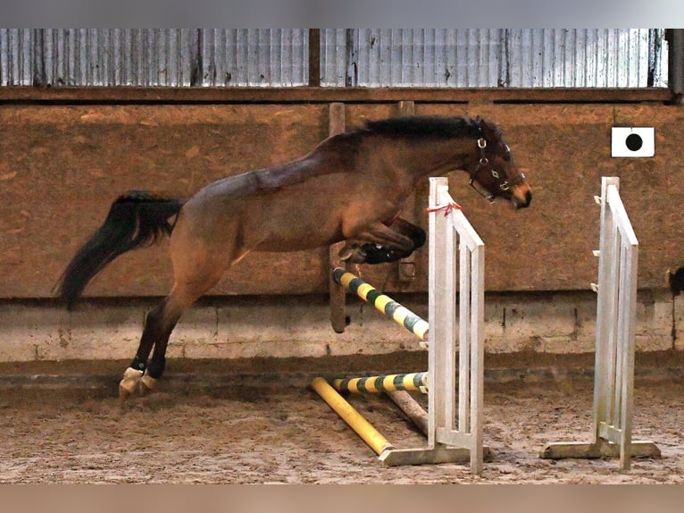 Deutsches Reitpony Stute 9 Jahre 146 cm Brauner in Sundern