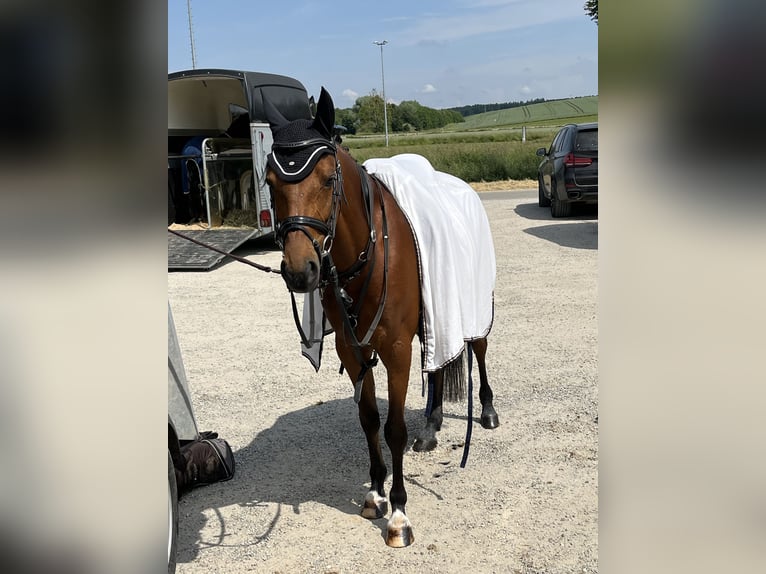 Deutsches Reitpony Stute 9 Jahre 146 cm Brauner in Bayrischzell