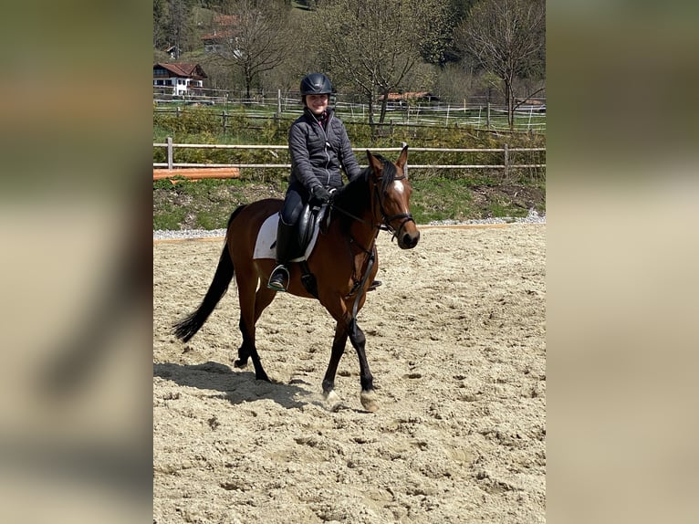 Deutsches Reitpony Stute 9 Jahre 146 cm Brauner in Bayrischzell