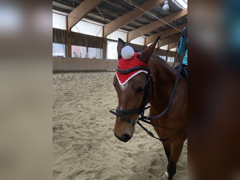 Deutsches Reitpony Stute 9 Jahre 146 cm Brauner in Bayrischzell