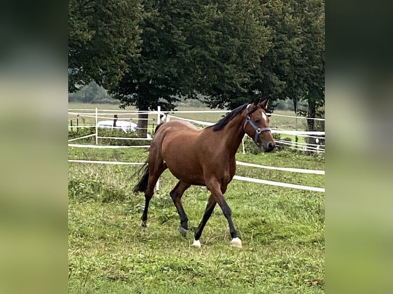 Deutsches Reitpony Stute 9 Jahre 146 cm Brauner in Bayrischzell
