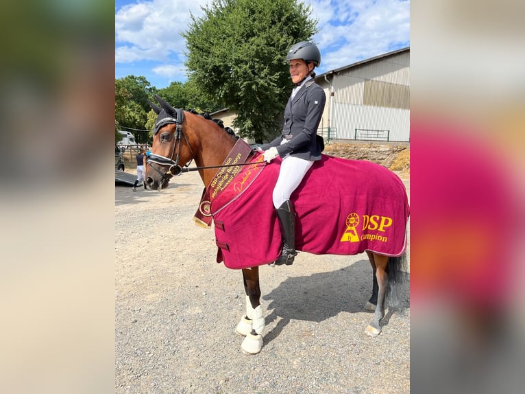 Deutsches Reitpony Stute 9 Jahre 146 cm Brauner in Harsdorf