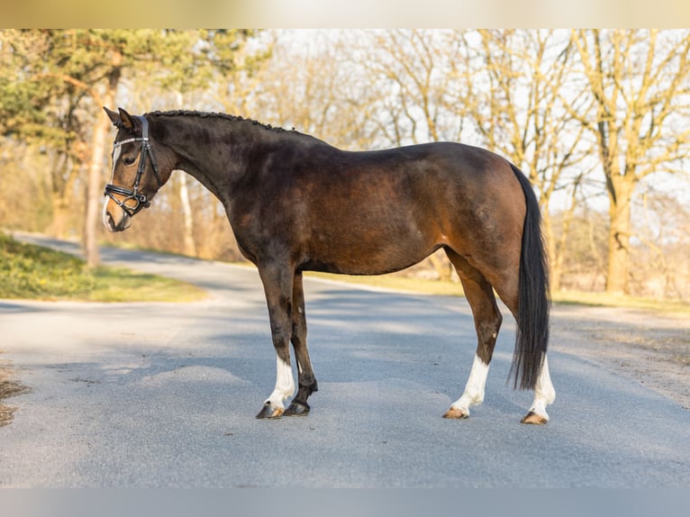Deutsches Reitpony Stute 9 Jahre 146 cm Brauner in Wiefelstede