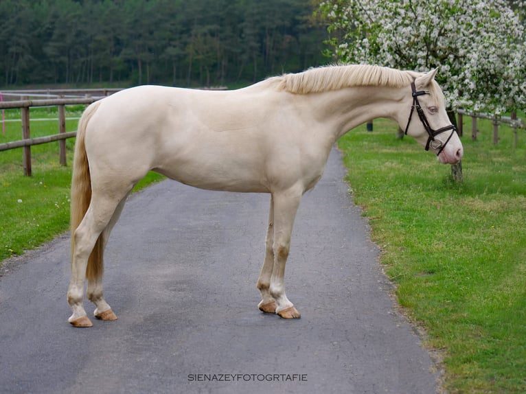 Deutsches Reitpony Stute 9 Jahre 146 cm Cremello in Eggermühlen