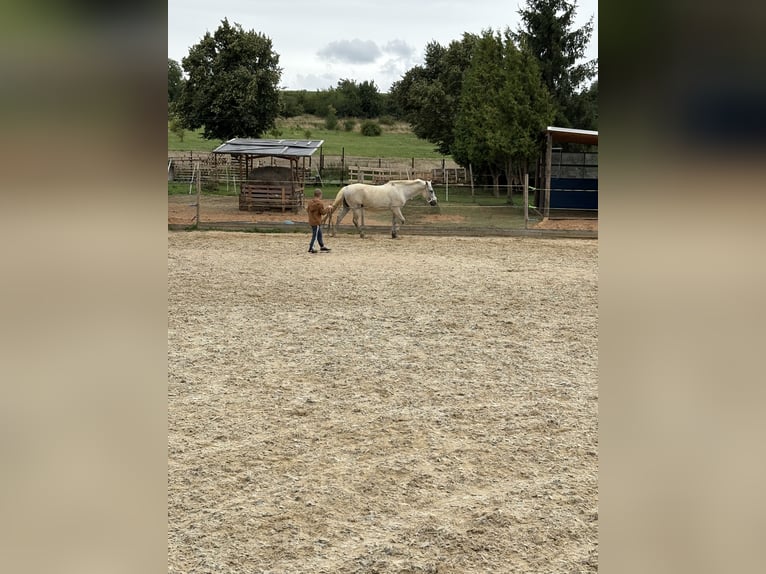 Deutsches Reitpony Stute 9 Jahre 146 cm Fliegenschimmel in Schraplau