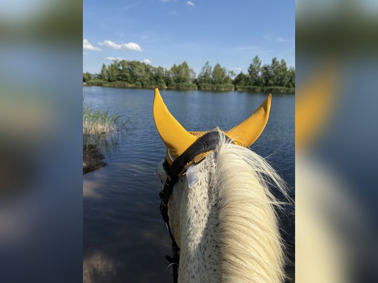 Deutsches Reitpony Stute 9 Jahre 146 cm Fliegenschimmel in Schraplau