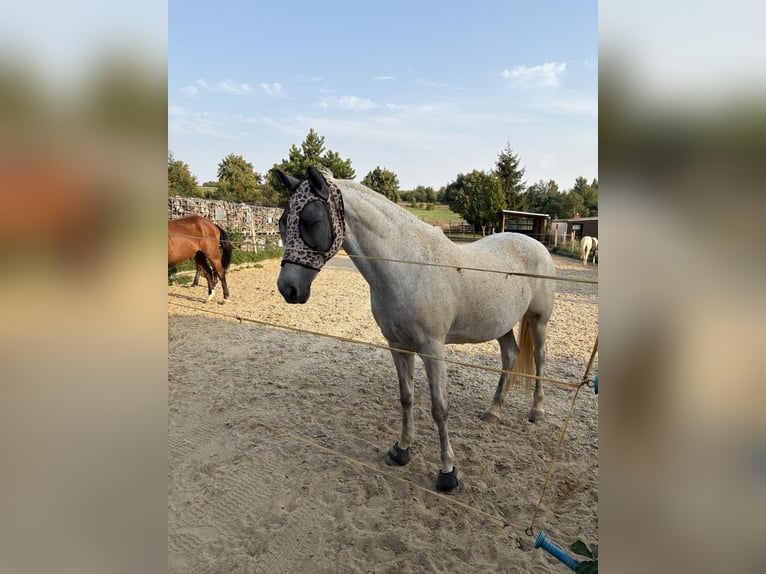 Deutsches Reitpony Stute 9 Jahre 146 cm Fliegenschimmel in Schraplau