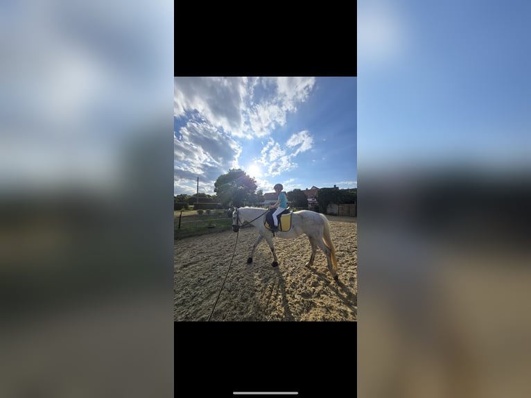 Deutsches Reitpony Stute 9 Jahre 146 cm Fliegenschimmel in Schraplau