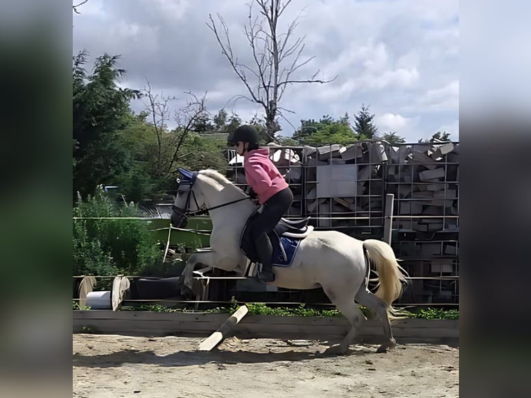 Deutsches Reitpony Stute 9 Jahre 146 cm Fliegenschimmel in Schraplau