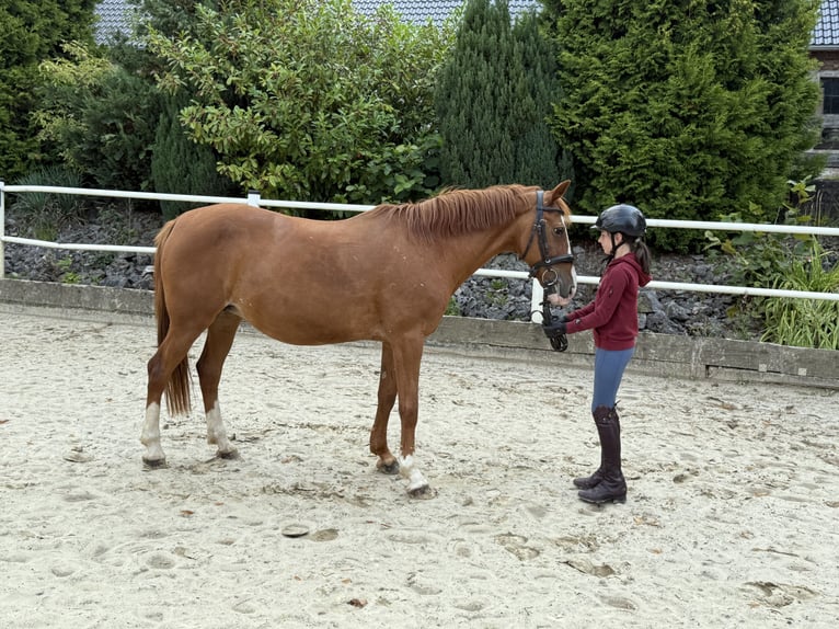 Deutsches Reitpony Stute 9 Jahre 146 cm Fuchs in Brilon