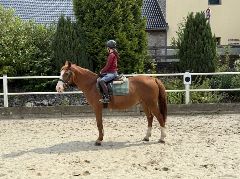 Deutsches Reitpony Stute 9 Jahre 146 cm Fuchs in Brilon
