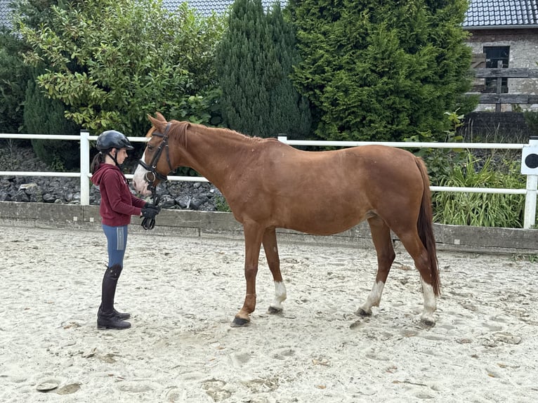 Deutsches Reitpony Stute 9 Jahre 146 cm Fuchs in Brilon