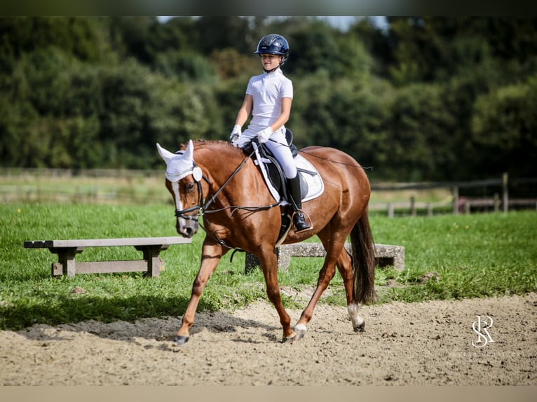 Deutsches Reitpony Stute 9 Jahre 146 cm Fuchs in Iserlohn