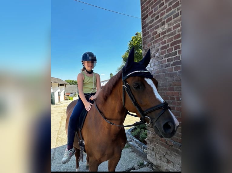 Deutsches Reitpony Stute 9 Jahre 146 cm Fuchs in Iserlohn