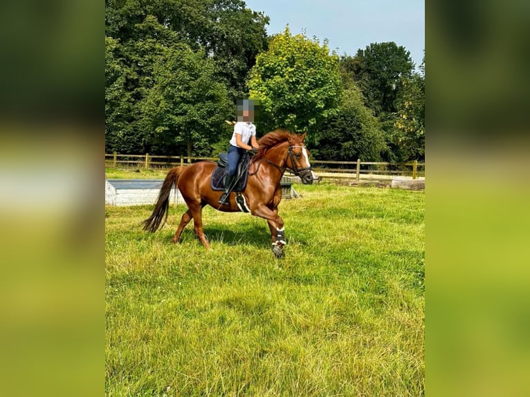 Deutsches Reitpony Stute 9 Jahre 146 cm Fuchs in Iserlohn