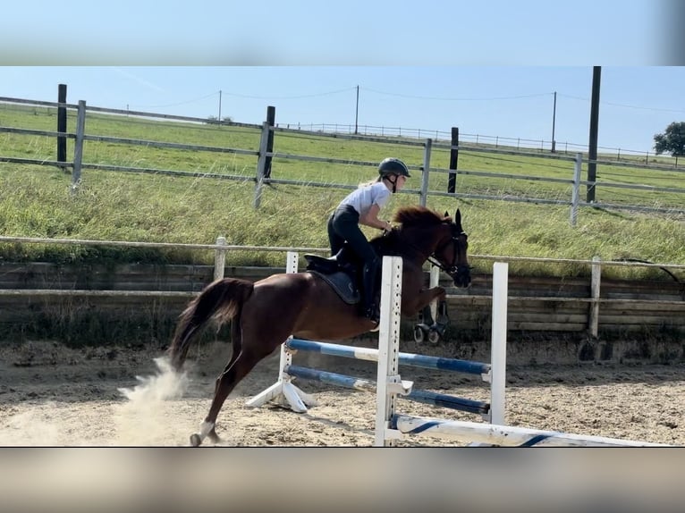 Deutsches Reitpony Stute 9 Jahre 146 cm Fuchs in Iserlohn