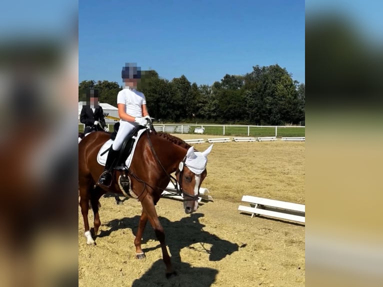 Deutsches Reitpony Stute 9 Jahre 146 cm Fuchs in Iserlohn