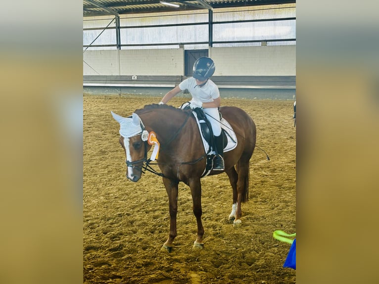 Deutsches Reitpony Stute 9 Jahre 146 cm Fuchs in Iserlohn