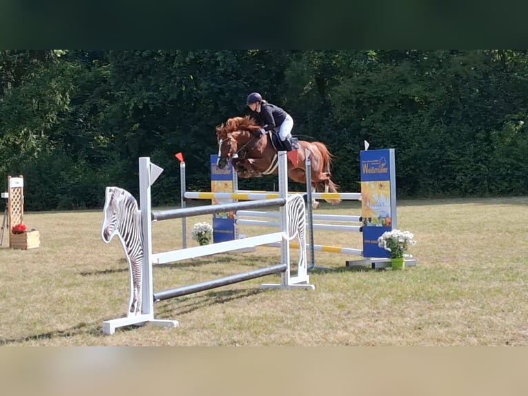 Deutsches Reitpony Stute 9 Jahre 146 cm Fuchs in Gesees