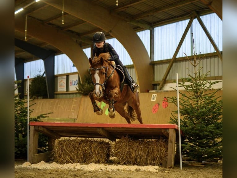 Deutsches Reitpony Stute 9 Jahre 146 cm Fuchs in Ganderkesee Deutsches Reitpony Stute 9 Jahre 146 cm Fuchs in Ganderkesee
