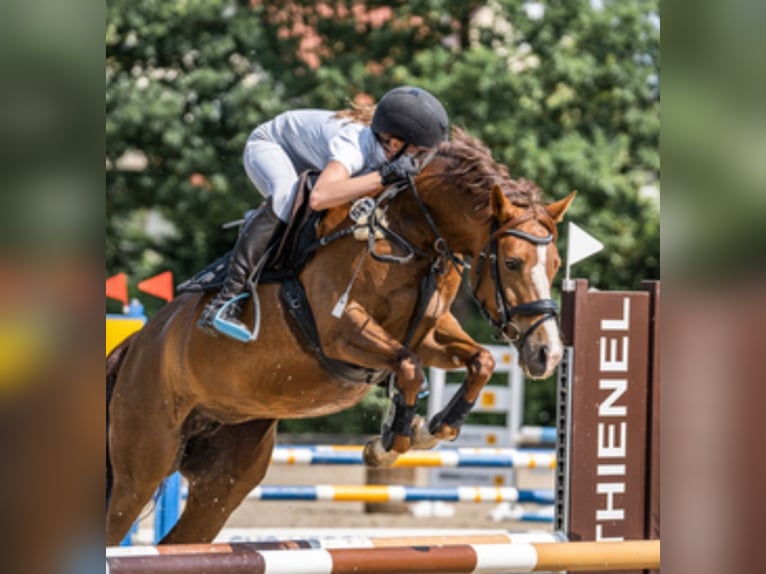 Deutsches Reitpony Stute 9 Jahre 146 cm Fuchs in Ganderkesee Deutsches Reitpony Stute 9 Jahre 146 cm Fuchs in Ganderkesee