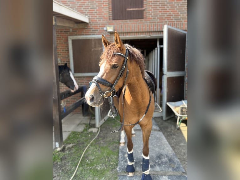 Deutsches Reitpony Stute 9 Jahre 146 cm Fuchs in Ganderkesee Deutsches Reitpony Stute 9 Jahre 146 cm Fuchs in Ganderkesee