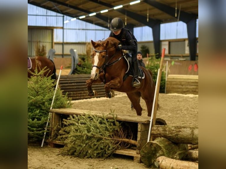 Deutsches Reitpony Stute 9 Jahre 146 cm Fuchs in Ganderkesee Deutsches Reitpony Stute 9 Jahre 146 cm Fuchs in Ganderkesee