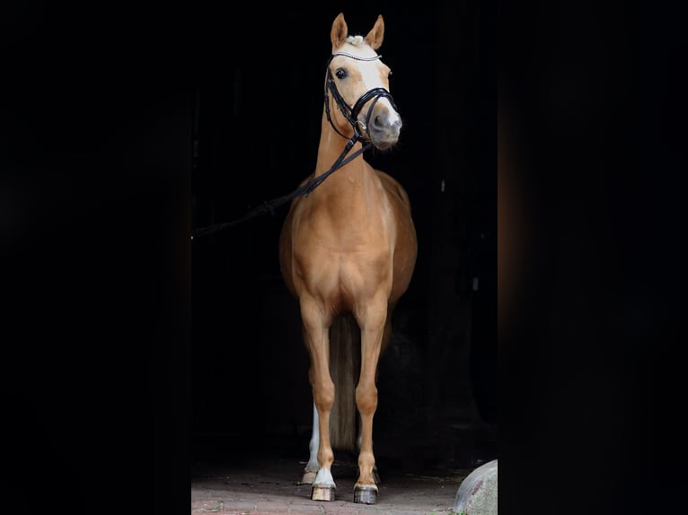Deutsches Reitpony Stute 9 Jahre 146 cm Palomino in Cappeln (Oldenburg)