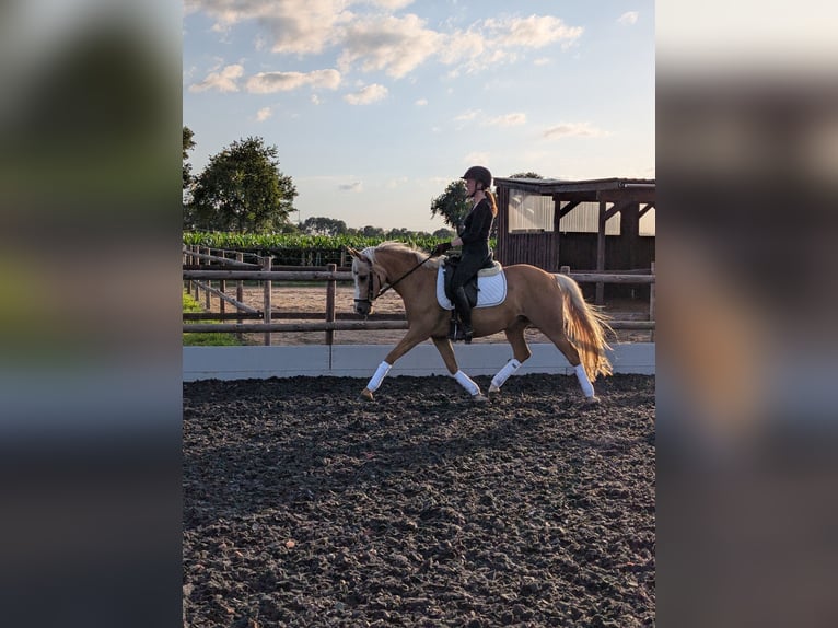Deutsches Reitpony Stute 9 Jahre 146 cm Palomino in Cappeln (Oldenburg)