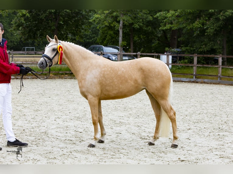 Deutsches Reitpony Stute 9 Jahre 146 cm Palomino in Cappeln