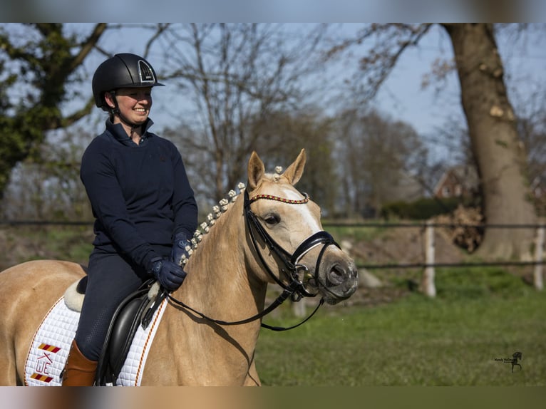 Deutsches Reitpony Stute 9 Jahre 146 cm Palomino in Cappeln
