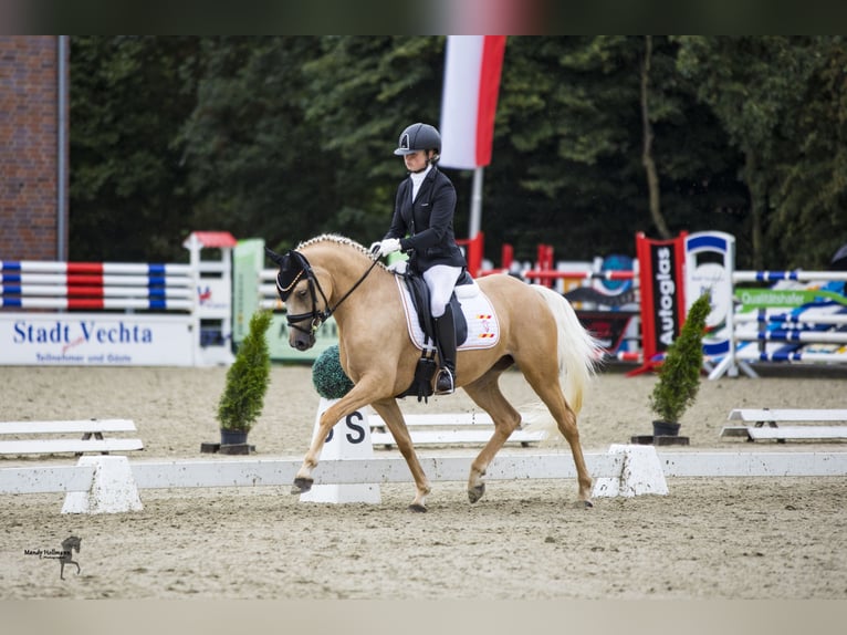Deutsches Reitpony Stute 9 Jahre 146 cm Palomino in Cappeln