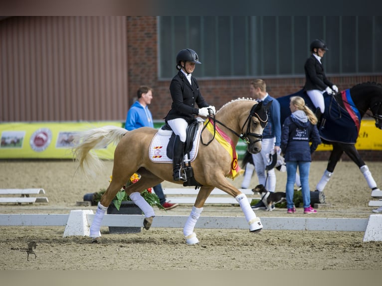 Deutsches Reitpony Stute 9 Jahre 146 cm Palomino in Cappeln