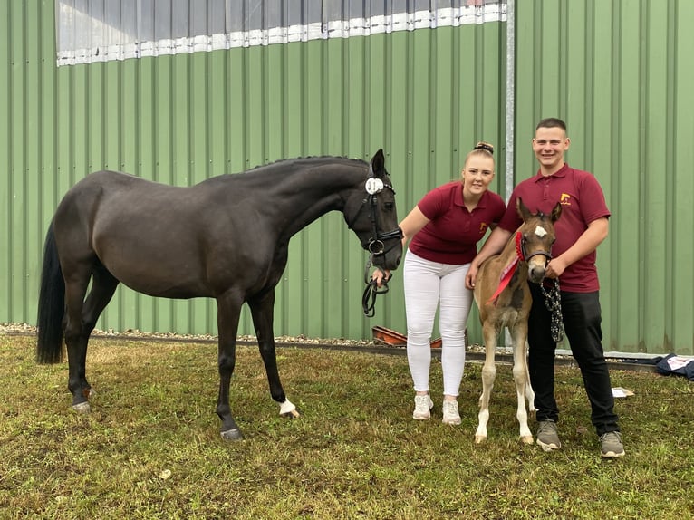Deutsches Reitpony Stute 9 Jahre 146 cm Rappe in Zerbst