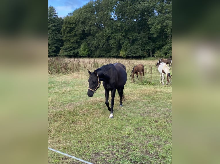 Deutsches Reitpony Stute 9 Jahre 146 cm Rappe in Zerbst/Anhalt