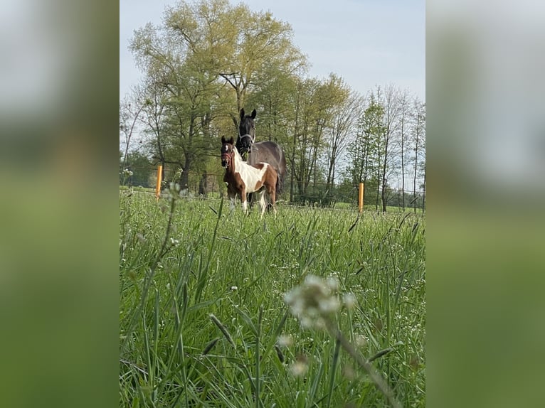 Deutsches Reitpony Stute 9 Jahre 146 cm Rappe in Zerbst/Anhalt