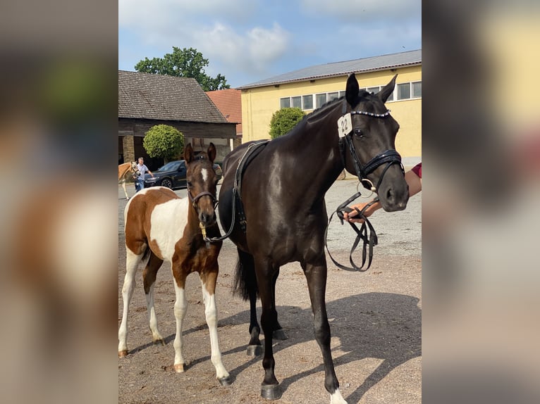 Deutsches Reitpony Stute 9 Jahre 146 cm Rappe in Zerbst/Anhalt