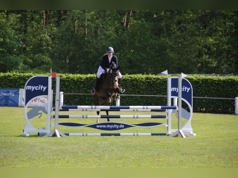 Deutsches Reitpony Stute 9 Jahre 146 cm in Suderburg