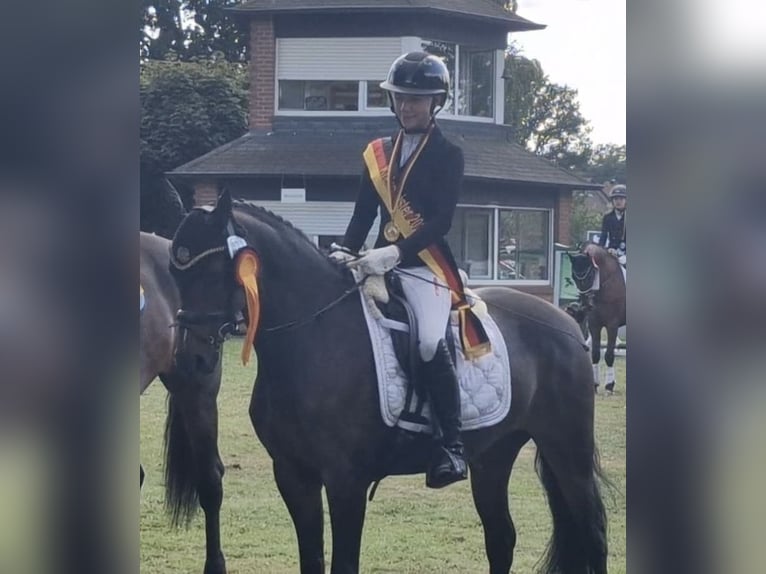 Deutsches Reitpony Stute 9 Jahre 147 cm Brauner in Haren