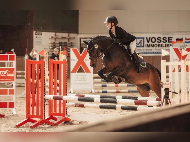 Deutsches Reitpony Stute 9 Jahre 147 cm Brauner in Haren