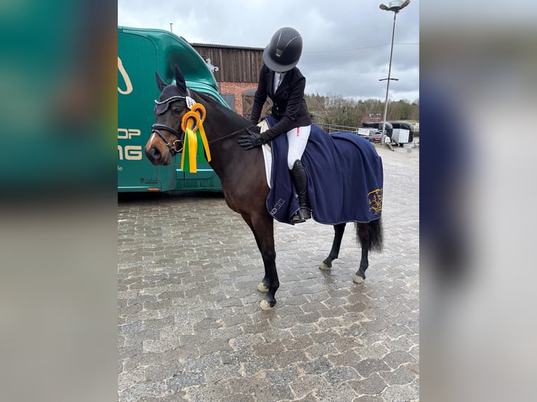 Deutsches Reitpony Stute 9 Jahre 147 cm Brauner in Haren