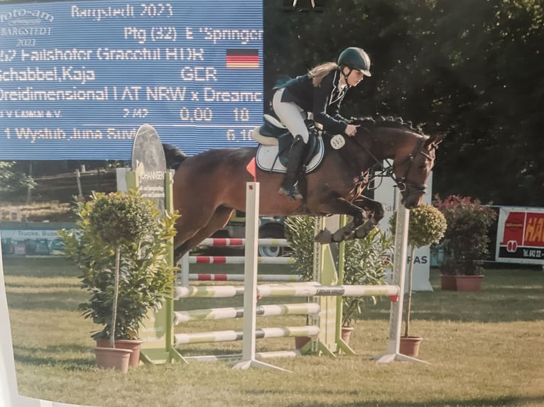 Deutsches Reitpony Stute 9 Jahre 147 cm Brauner in Nottensdorf