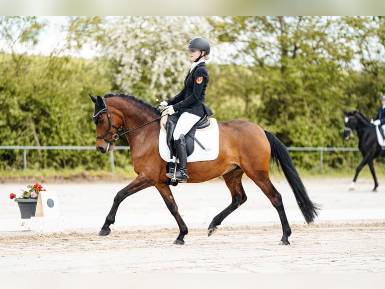 Deutsches Reitpony Stute 9 Jahre 147 cm Brauner in Wiesbaum-Mirbach
