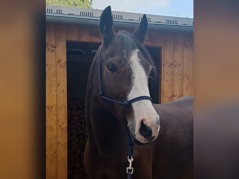 Deutsches Reitpony Stute 9 Jahre 147 cm Brauner in Neu-Anspach
