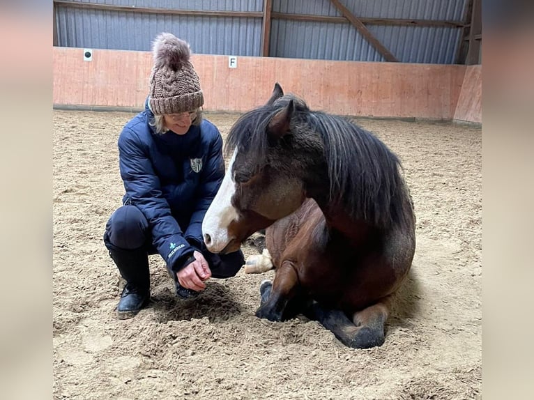Deutsches Reitpony Stute 9 Jahre 147 cm Brauner in Neu-Anspach