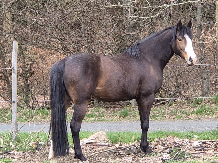 Deutsches Reitpony Stute 9 Jahre 147 cm Brauner in Neu-Anspach