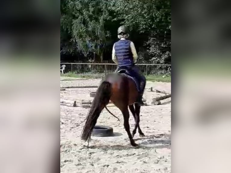 Deutsches Reitpony Stute 9 Jahre 147 cm Brauner in Neu-Anspach