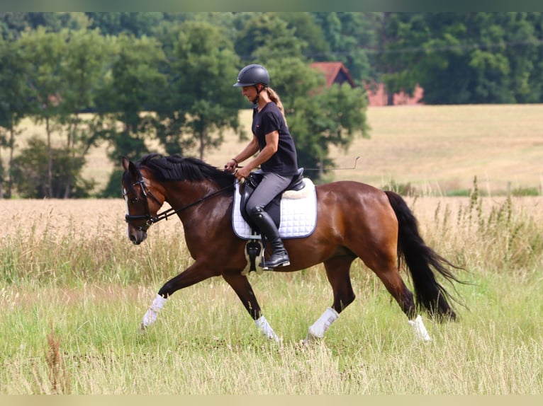 Deutsches Reitpony Stute 9 Jahre 147 cm Brauner in Nottuln
